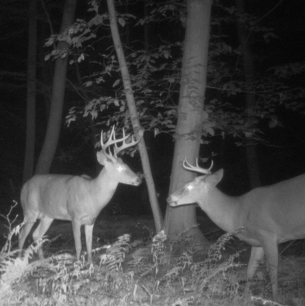 The Science of Deer Counting