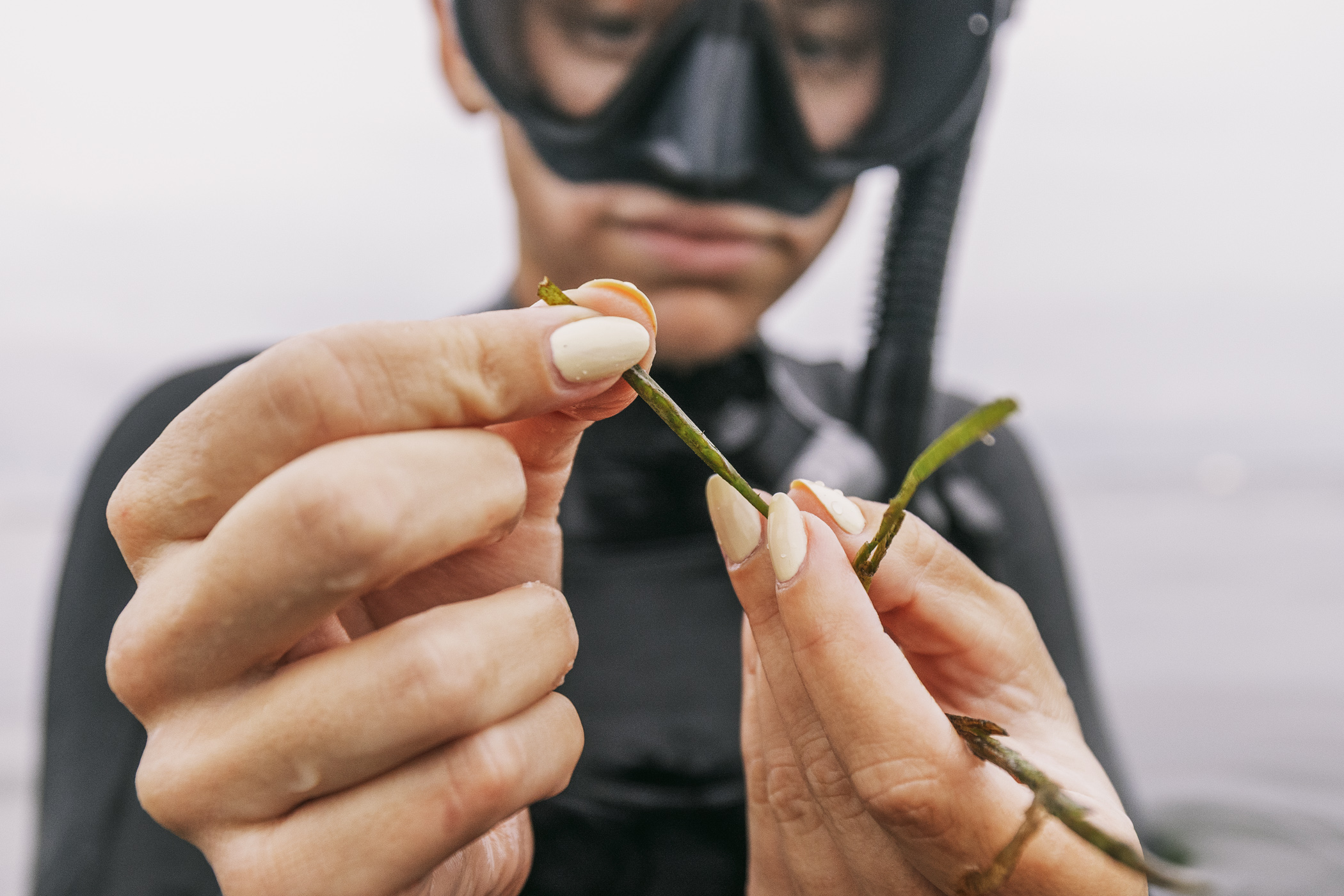 Building Resilient Eelgrass Meadows Through Collaboration
