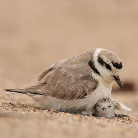Monitoring and Protecting Oregon’s Western Snowy Plover